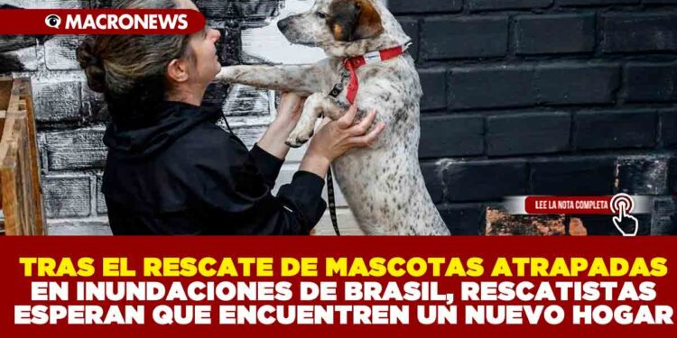 TRAS EL RESCATE DE MASCOTAS ATRAPADAS EN INUNDACIONES DE BRASIL, RESCATISTAS ESPERAN QUE ENCUENTREN UN NUEVO HOGAR