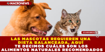 LAS MASCOTAS REQUIEREN UNA DIETA BALANCEADA, AQUÍ TE DECIMOS CUÁLES SON LOS ALIMENTOS NATURALES RECOMENDADOS