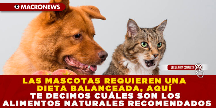 LAS MASCOTAS REQUIEREN UNA DIETA BALANCEADA, AQUÍ TE DECIMOS CUÁLES SON LOS ALIMENTOS NATURALES RECOMENDADOS