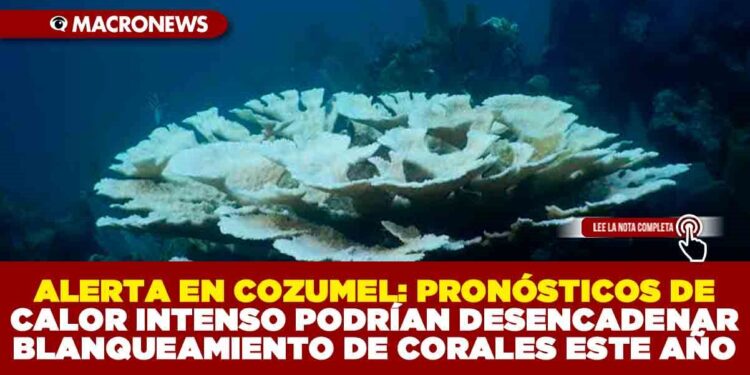 ALERTA EN COZUMEL: PRONÓSTICOS DE CALOR INTENSO PODRÍAN DESENCADENAR BLANQUEAMIENTO DE CORALES ESTE AÑO