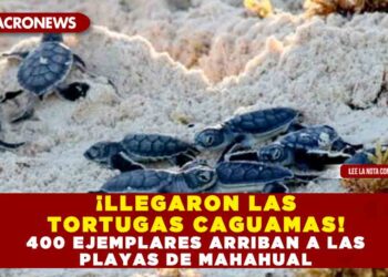 ¡LLEGARON LAS TORTUGAS CAGUAMAS! 400 EJEMPLARES ARRIBAN A LAS PLAYAS DE MAHAHUAL