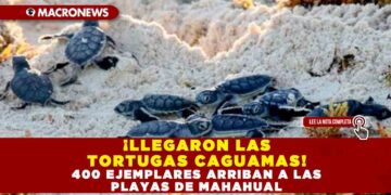 ¡LLEGARON LAS TORTUGAS CAGUAMAS! 400 EJEMPLARES ARRIBAN A LAS PLAYAS DE MAHAHUAL