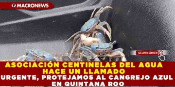 ASOCIACIÓN CENTINELAS DEL AGUA HACE UN LLAMADO URGENTE PROTEJAMOS AL CANGREJO AZUL EN QUINTANA ROO