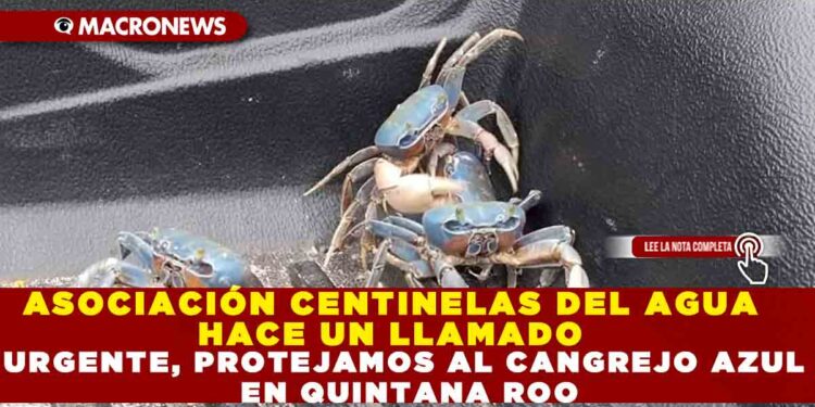 ASOCIACIÓN CENTINELAS DEL AGUA HACE UN LLAMADO URGENTE PROTEJAMOS AL CANGREJO AZUL EN QUINTANA ROO