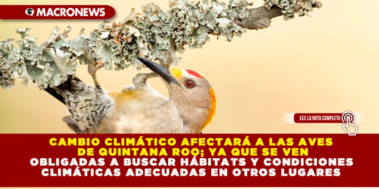 CAMBIO CLIMÁTICO AFECTARÁ A LAS AVES DE QUINTANA ROO; YA QUE SE VEN OBLIGADAS A BUSCAR HÁBITATS Y CONDICIONES CLIMÁTICAS ADECUADAS EN OTROS LUGARES