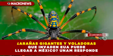 ¿ARAÑAS GIGANTES Y VOLADORAS QUE INVADEN EUA PUEDE LLEGAR A MÉXICO? UNAM RESPONDE