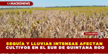 SEQUÍA Y LLUVIAS INTENSAS AFECTAN CULTIVOS EN EL SUR DE QUINTANA ROO
