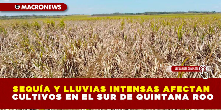 SEQUÍA Y LLUVIAS INTENSAS AFECTAN CULTIVOS EN EL SUR DE QUINTANA ROO