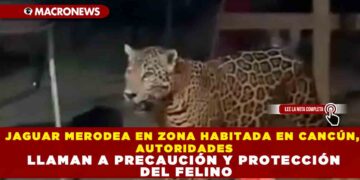JAGUAR MERODEA EN ZONA HABITADA EN CANCÚN, AUTORIDADES LLAMAN A LA PRECAUCIÓN Y PROTECCIÓN DEL FELINO