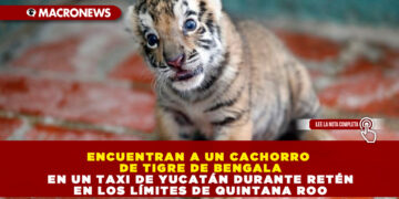 ENCUENTRAN A UN CACHORRO DE TIGRE DE BENGALA EN UN TAXI DE YUCATÁN DURANTE RETÉN EN LOS LÍMITES DE QUINTANA ROO