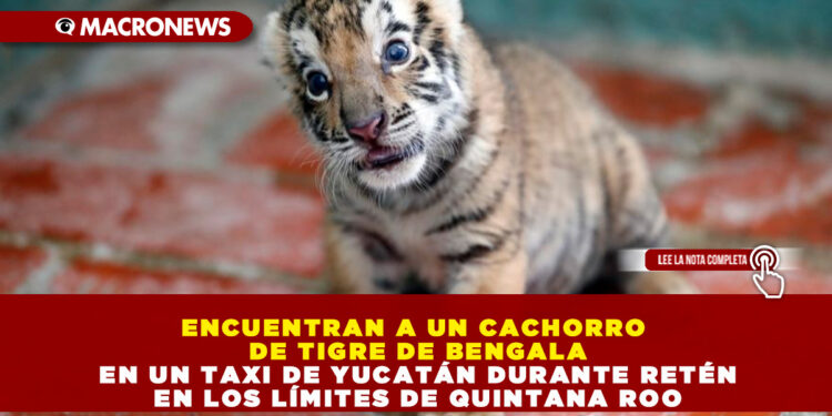 ENCUENTRAN A UN CACHORRO DE TIGRE DE BENGALA EN UN TAXI DE YUCATÁN DURANTE RETÉN EN LOS LÍMITES DE QUINTANA ROO