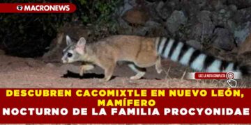 DESCUBREN CACOMIXTLE EN NUEVO LEÓN, MAMÍFERO NOCTURNO DE LA FAMILIA PROCYONIDAE