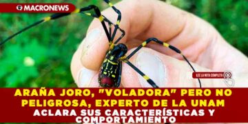 ARAÑA JORO, «VOLADORA» PERO NO PELIGROSA, EXPERTO DE LA UNAM ACLARA SUS CARACTERÍSTICAS Y COMPORTAMIENTO