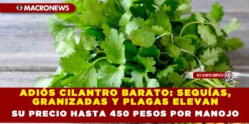 ADIÓS CILANTRO BARATO: SEQUÍAS, GRANIZADAS Y PLAGAS ELEVAN SU PRECIO HASTA  450 PESOS POR MANOJO