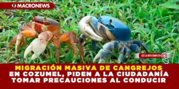 MIGRACIÓN MASIVA DE CANGREJOS EN COZUMEL, PIDEN A LA CIUDADANÍA TOMAR PRECAUCIONES AL CONDUCIR