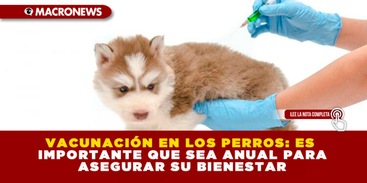 VACUNACIÓN EN LOS PERROS: ES IMPORTANTE QUE SEA ANUAL PARA ASEGURAR SU BIENESTAR