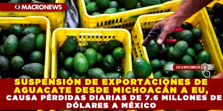 SUSPENSIÓN DE EXPORTACIONES DE AGUACATE DESDE MICHOACÁN A EU, CAUSA PÉRDIDAS DIARIAS DE 7.6 MILLONES DE DÓLARES A MÉXICO