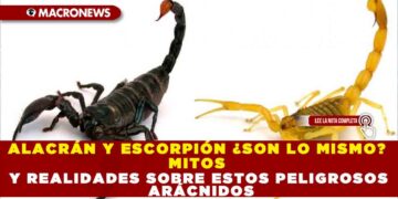 ALACRÁN Y ESCORPIÓN ¿SON LO MISMO? MITOS Y REALIDADES SOBRE ESTOS PELIGROSOS ARÁCNIDOS