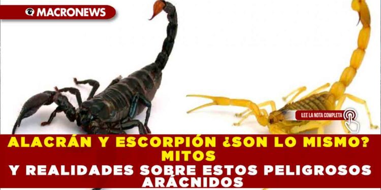 ALACRÁN Y ESCORPIÓN ¿SON LO MISMO? MITOS Y REALIDADES SOBRE ESTOS PELIGROSOS ARÁCNIDOS