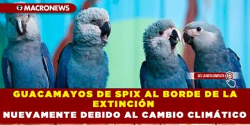 GUACAMAYOS DE SPIX AL BORDE DE LA EXTINCIÓN NUEVAMENTE DEBIDO AL CAMBIO CLIMÁTICO