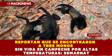 REPORTAN QUE SE ENCONTRARON A TRES MONOS SIN VIDA EN CAMPECHE POR ALTAS TEMPERATURAS: SEMARNAT