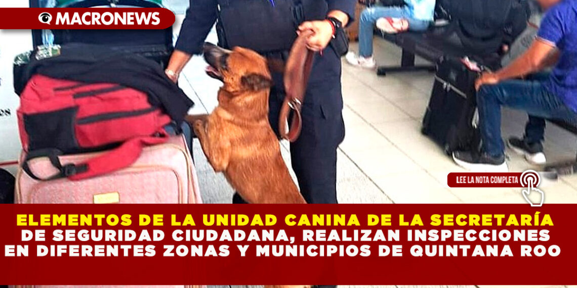 ELEMENTOS DE LA UNIDAD CANINA DE LA SECRETARÍA DE SEGURIDAD CIUDADANA, REALIZAN INSPECCIONES EN DIFERENTES ZONAS Y MUNICIPIOS DE QUINTANA ROO