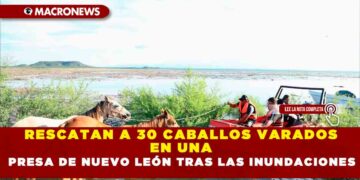 RESCATAN A 30 CABALLOS VARADOS EN UNA PRESA DE NUEVO LEÓN TRAS LAS INUNDACIONES