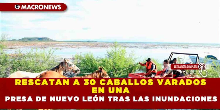 RESCATAN A 30 CABALLOS VARADOS EN UNA PRESA DE NUEVO LEÓN TRAS LAS INUNDACIONES