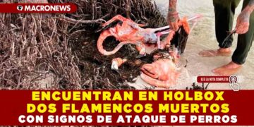 ENCUENTRAN EN HOLBOX DOS FLAMENCOS MUERTOS CON SIGNOS DE ATAQUE DE PERROS