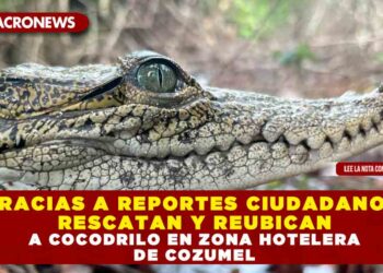 GRACIAS A REPORTES CIUDADANOS, RESCATAN Y REUBICAN A COCODRILO EN ZONA HOTELERA DE COZUMEL