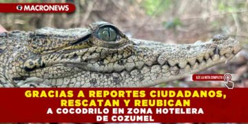 GRACIAS A REPORTES CIUDADANOS, RESCATAN Y REUBICAN A COCODRILO EN ZONA HOTELERA DE COZUMEL