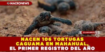 NACEN 106 TORTUGAS CAGUAMA EN MAHAHUAL, EL PRIMER REGISTRO DEL AÑO