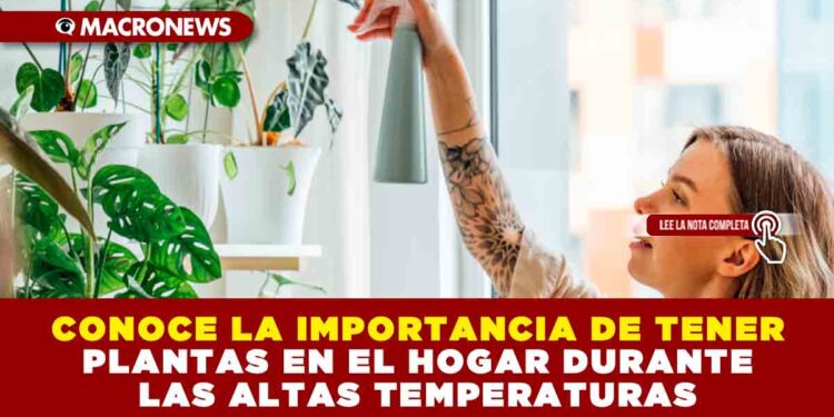 CONOCE LA IMPORTANCIA DE TENER PLANTAS EN EL HOGAR DURANTE LAS ALTAS TEMPERATURAS