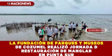 LA FUNDACIÓN DE PARQUES Y MUSEOS DE COZUMEL REALIZÓ JORNADA DE RESTAURACIÓN DE MANGLAR EN PUNTA SUR
