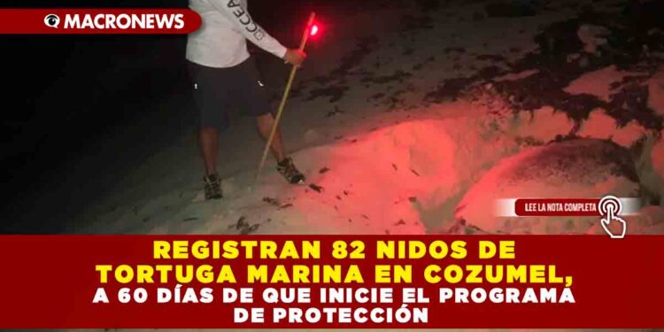 REGISTRAN 82 NIDOS DE TORTUGA MARINA EN COZUMEL, A 60 DÍAS DE QUE INICIE EL PROGRAMA DE PROTECCIÓN