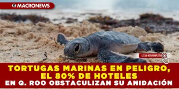 TORTUGAS MARINAS EN PELIGRO, EL 80% DE HOTELES EN QUINTANA ROO OBSTACULIZAN SU ANIDACIÓN