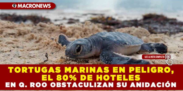 TORTUGAS MARINAS EN PELIGRO, EL 80% DE HOTELES EN QUINTANA ROO OBSTACULIZAN SU ANIDACIÓN