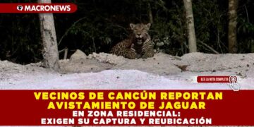 VECINOS DE CANCÚN REPORTAN AVISTAMIENTO DE JAGUAR EN ZONA RESIDENCIAL: EXIGEN SU CAPTURA Y REUBICACIÓN