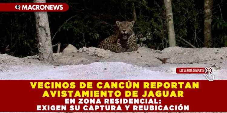 VECINOS DE CANCÚN REPORTAN AVISTAMIENTO DE JAGUAR EN ZONA RESIDENCIAL: EXIGEN SU CAPTURA Y REUBICACIÓN