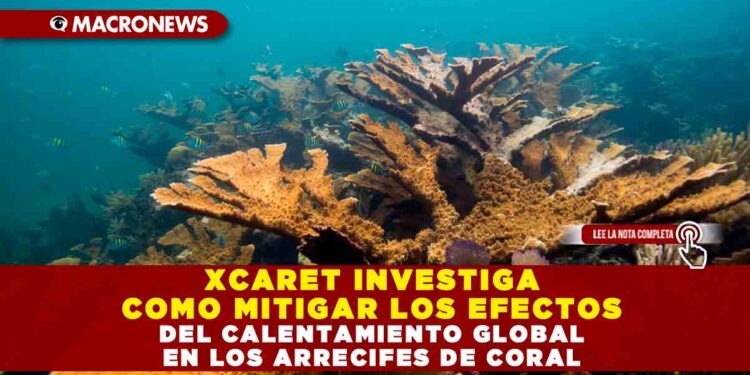 XCARET INVESTIGA COMO MITIGAR LOS EFECTOS DEL CALENTAMIENTO GLOBAL EN LOS ARRECIFES DE CORAL