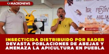 INSECTICIDA DISTRIBUIDO POR SADER DEVASTA POBLACIONES DE ABEJAS Y AMENAZA LA APICULTURA EN PUEBLA