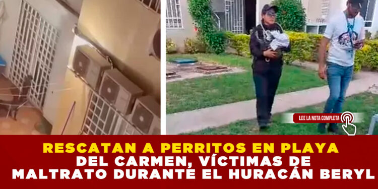 RESCATAN A PERRITOS EN PLAYA DEL CARMEN, VÍCTIMAS DE MALTRATO DURANTE EL HURACÁN BERYL