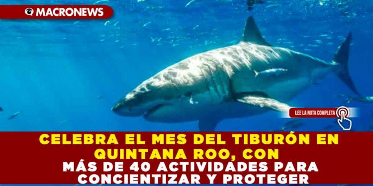 CELEBRA EL MES DEL TIBURÓN EN QUINTANA ROO, CON MÁS DE  40 ACTIVIDADES PARA CONCIENTIZAR Y PROTEGER