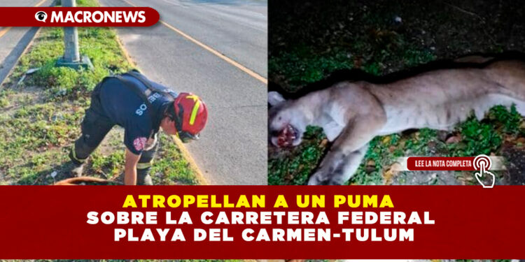 ATROPELLAN A PUMA SOBRE LA CARRETERA FEDERAL PLAYA DEL CARMEN-TULUM