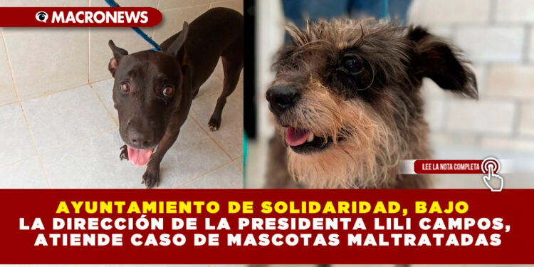 AYUNTAMIENTO DE SOLIDARIDAD, BAJO LA DIRECCIÓN DE LA PRESIDENTA LILI CAMPOS, ATIENDE CASO DE MASCOTAS MALTRATADAS