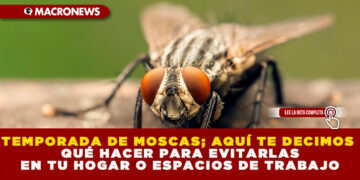 TEMPORADA DE MOSCAS; AQUÍ TE DECIMOS QUÉ HACER PARA EVITARLAS EN TU HOGAR O ESPACIOS DE TRABAJO