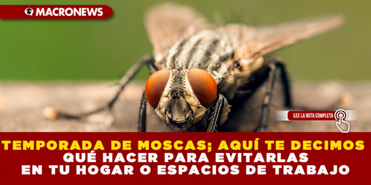 TEMPORADA DE MOSCAS; AQUÍ TE DECIMOS QUÉ HACER PARA EVITARLAS EN TU HOGAR O ESPACIOS DE TRABAJO