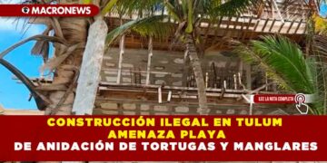 CONSTRUCCIÓN ILEGAL EN TULUM AMENAZA PLAYA DE ANIDACIÓN  DE TORTUGAS Y MANGLARES