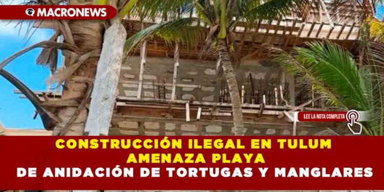CONSTRUCCIÓN ILEGAL EN TULUM AMENAZA PLAYA DE ANIDACIÓN  DE TORTUGAS Y MANGLARES