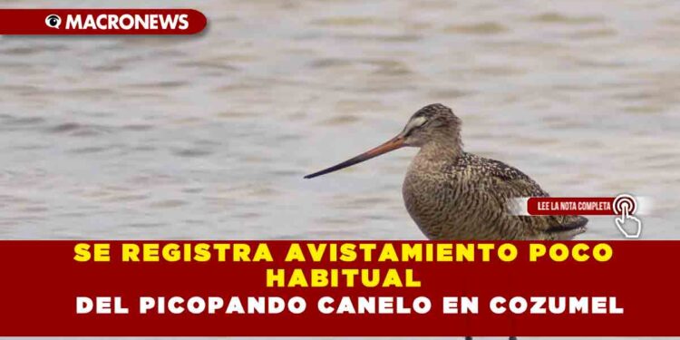 SE REGISTRA AVISTAMIENTO POCO HABITUAL DEL POCO ABITUAL DEL PICOPANDO CANELO EN COZUMEL